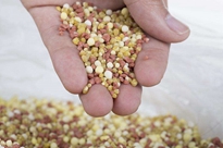 全自動顆粒包裝機的功能